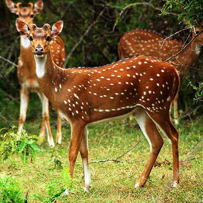 yala  taxi services